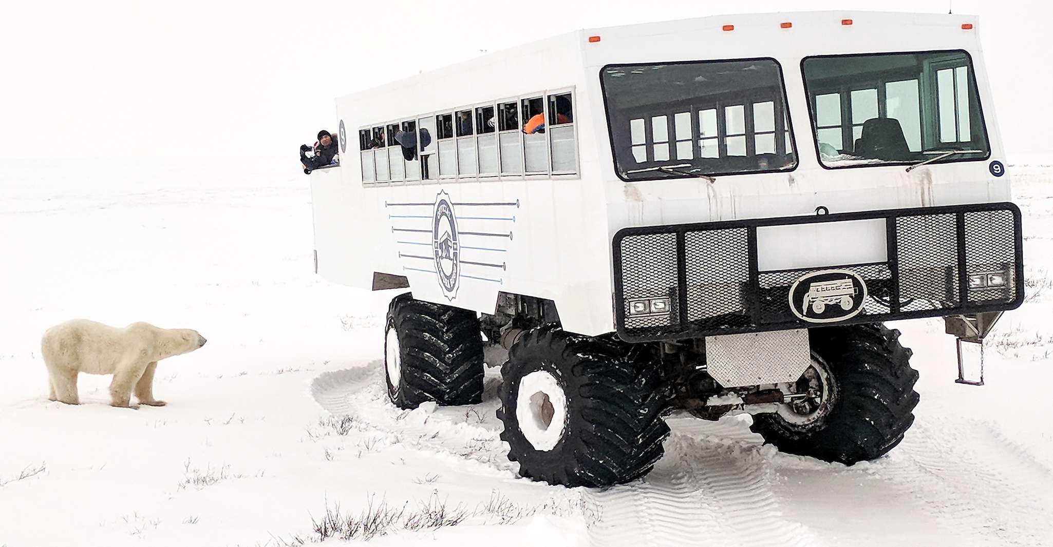 Churchill, Exclusiva excursión de un día a Tundra Buggy - Hizvo