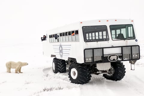 Churchill: Exclusive Tundra Buggy Day Trip