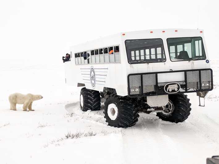 Churchill: Exclusive Tundra Buggy Day Trip