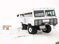 Churchill, Exclusiva excursión de un día a Tundra Buggy - Hizvo
