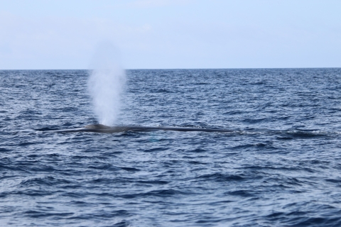 Terceira: Avistamiento de ballenas y delfines en barco zodiac