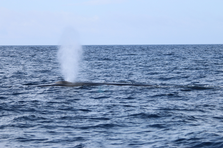 Terceira: Whale and Dolphin Watching in a Zodiac Boat