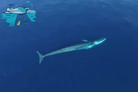 Terceira: Whale and Dolphin Watching in a Glass Botton Boat