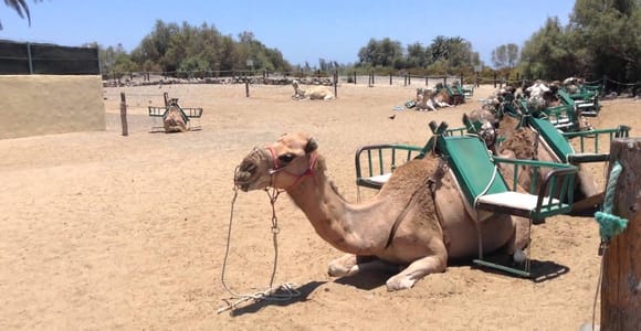 e-Scooter City Tour + Camel Ride inside Maspalomas Dunes