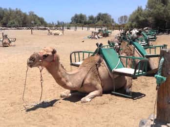 Maspalomas: 2-Seater E-Scooter Dunes Tour with Camel