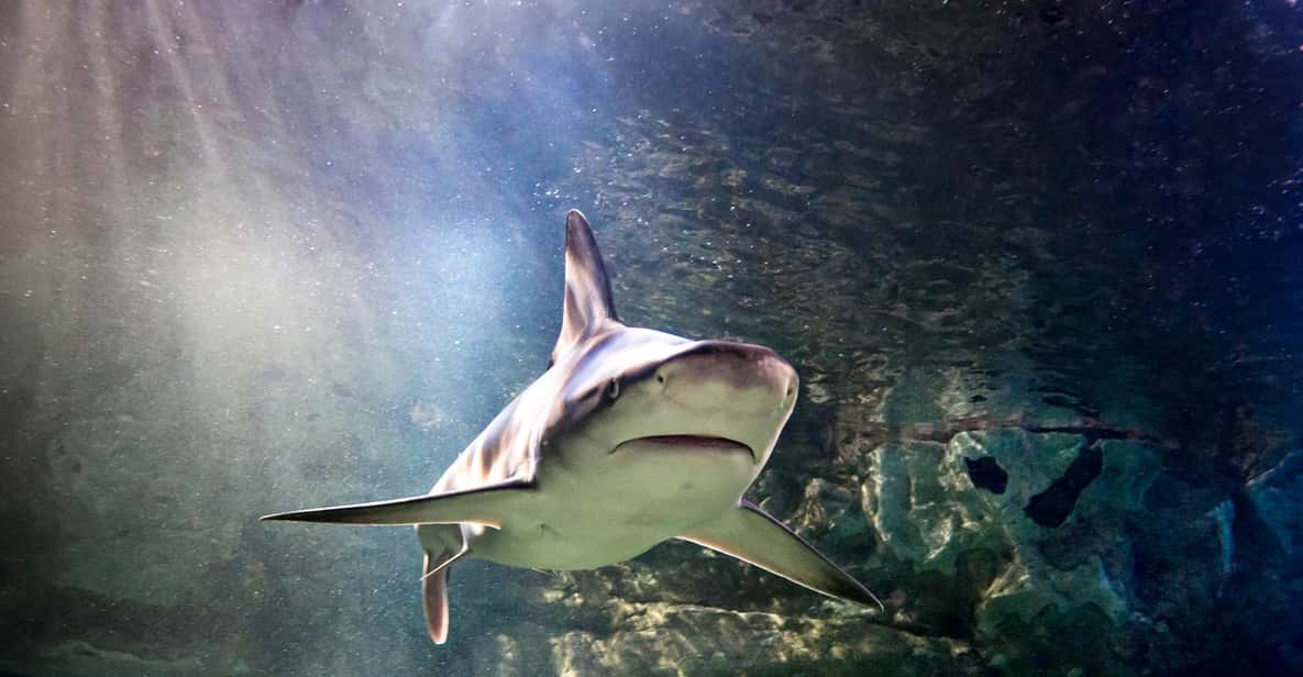SEA LIFE Paris: Admission Ticket