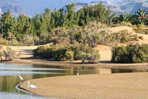 Maspalomas: Self-Guided E-Scooter Tour