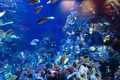 Shanghai: Ocean Aquarium Entry with Optional Guide Service