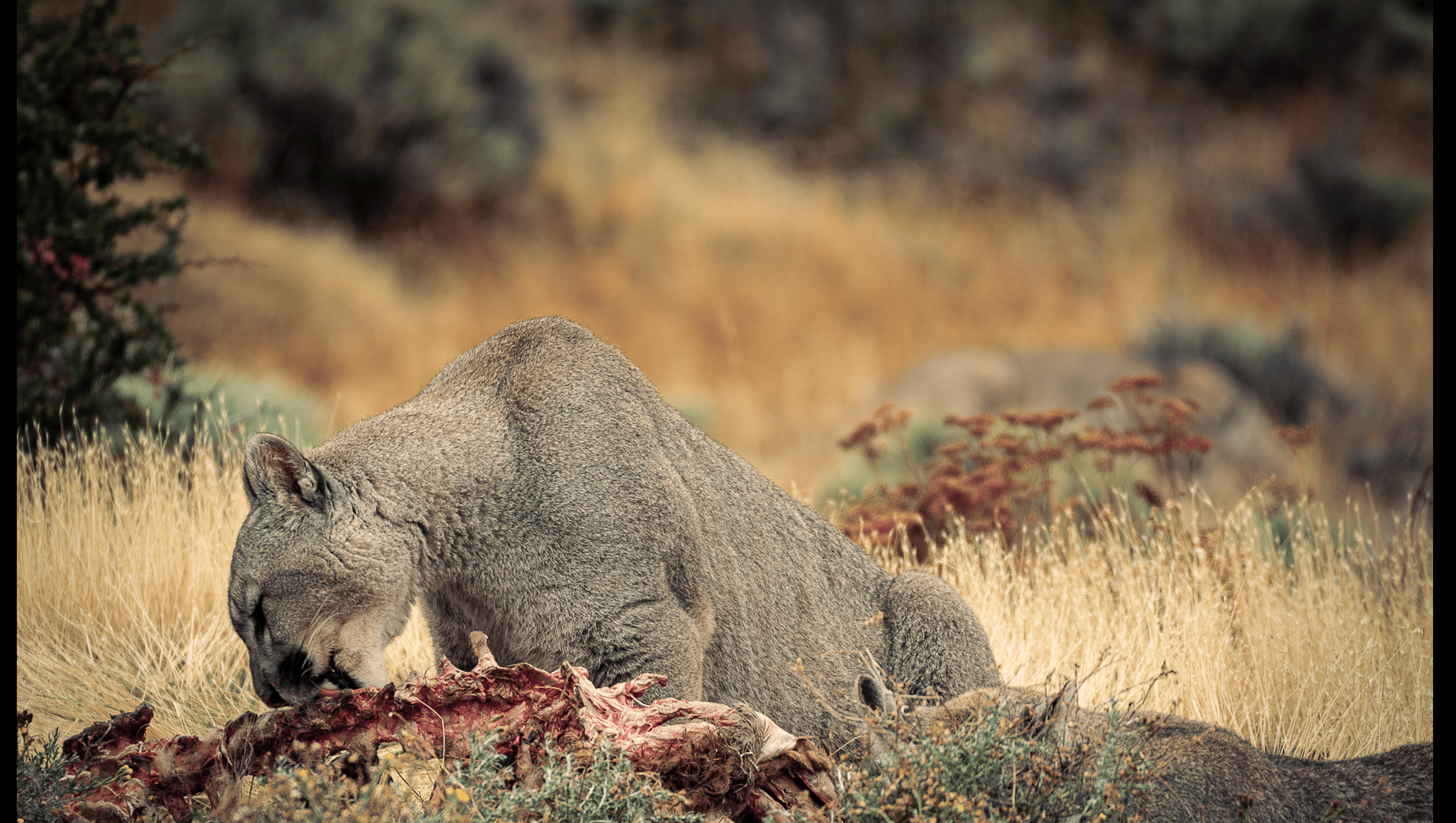 Tagestour zum Nationalpark Torres del Paine