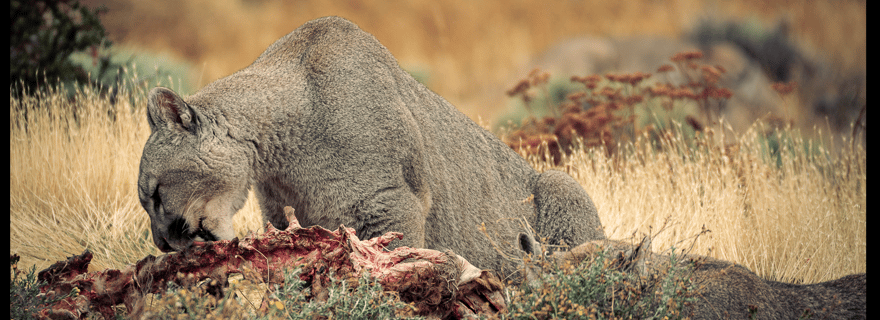 Parc national Torres del Paine : safari photo d'une journée
