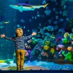 Helsinki: Biglietti d'ingresso per il Sea Life