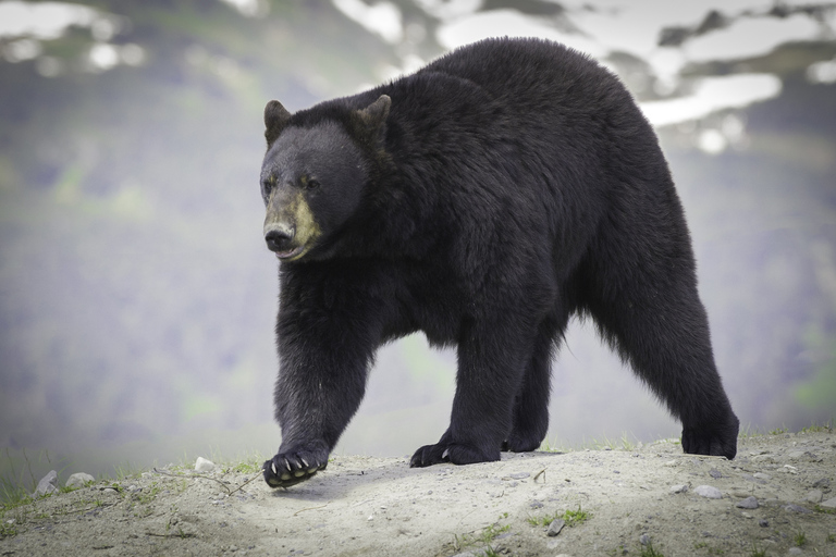 Anchorage: Glacier & Wildlife Discovery Tour (7-hours)