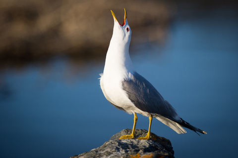 Anchorage: Glacier & Wildlife Discovery Tour (7-hours)