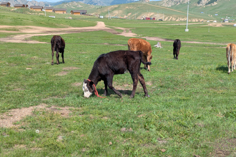 4-Day Authentic Nomadic Family Homestay near the Mini Gobi
