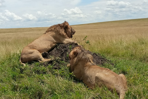 Nairobi National Park Halfdaagse gamedrivePrivé gamedrive van een halve dag