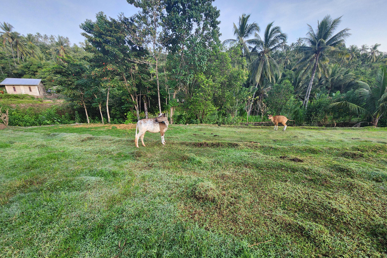 Gili svampturer