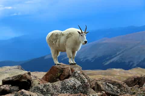 Denver: Mount Evans and Red Rocks Tour