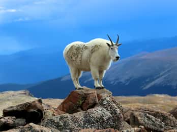 Denver: Mount Evans und Red Rocks Tour Denver: Mount Evans und Red Rocks Tour