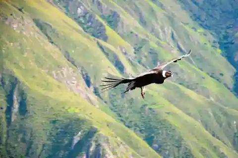 Desde Arequipa: excursión de 1 día al Cañón del Colca con final en Puno