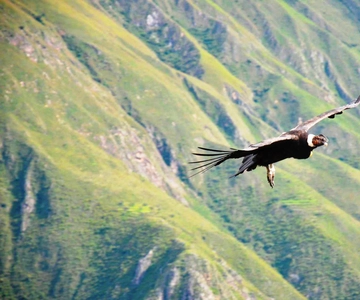 From Arequipa: 1 Day Tour to Colca Canyon Ending to Puno