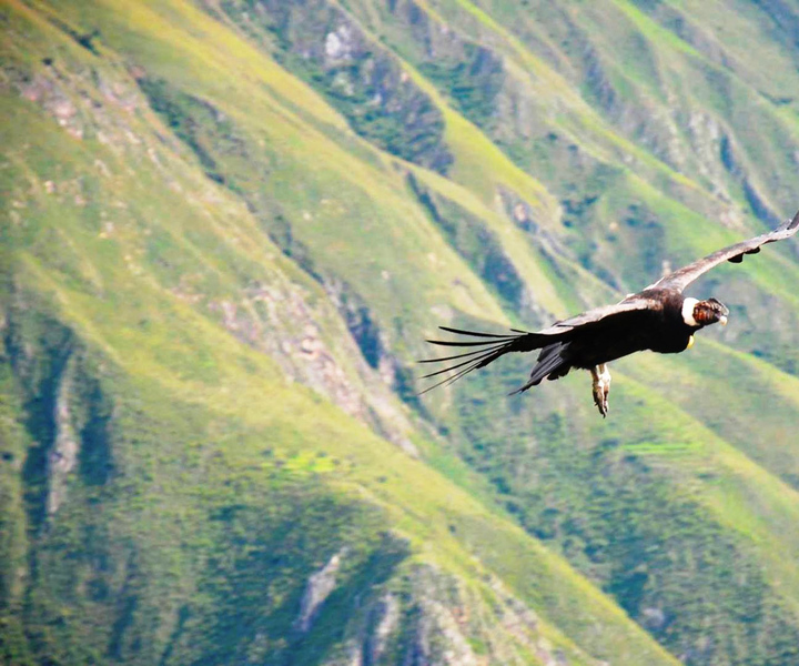 Canyon del Colca e Puno: tour da Arequipa