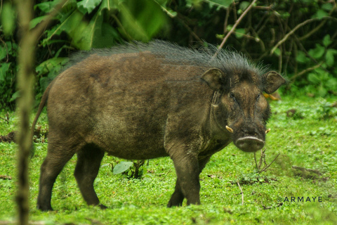 Addis Ababa: 6-Day Bale Mountains Trekking Adventure