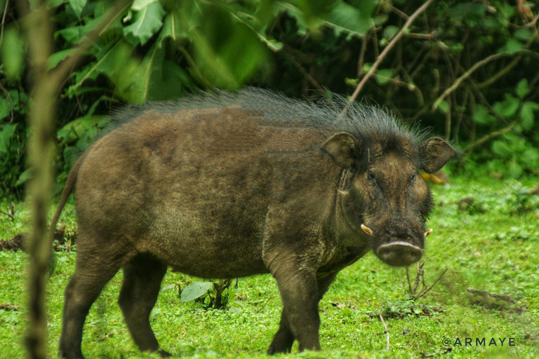 Addis Ababa: 6-Day Bale Mountains Trekking Adventure