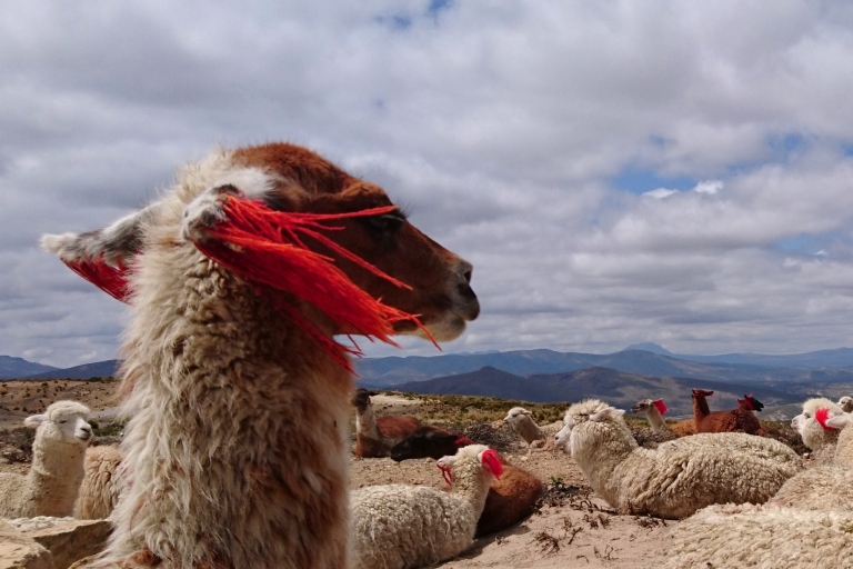 Vanuit Arequipa: dagexcursie met gids naar de Colca-kloofTour met toegangsprijs en lunch