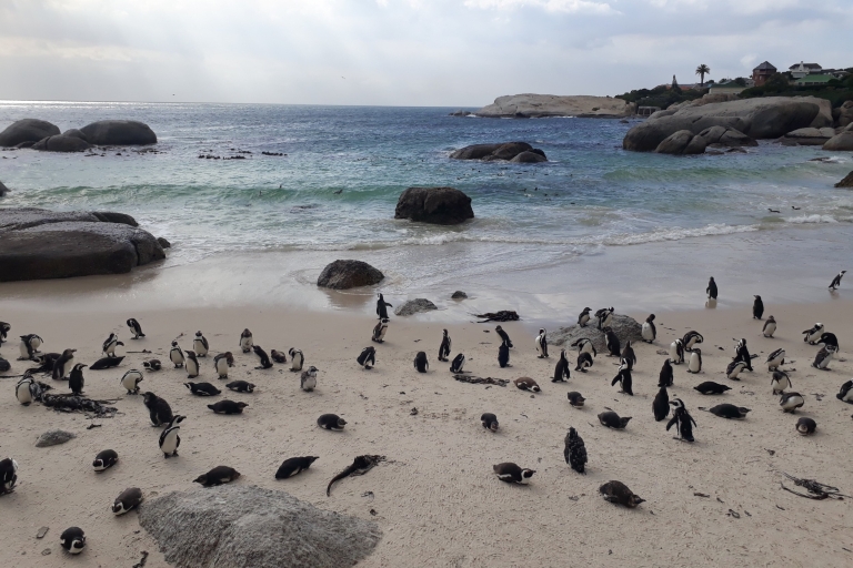 Kapstadt: Afrikanische Pinguin-Tour