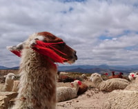 De Arequipa, Colca Canyon Visite de 2 jours - Hizvo