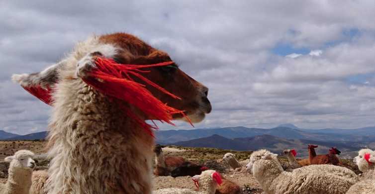 Da Arequipa: tour di 2 giorni del Canyon del Colca