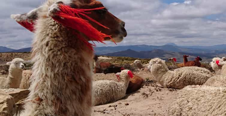 Da Arequipa: tour di 2 giorni del Canyon del Colca