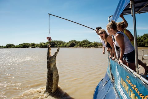 From Darwin: Spectacular Jumping Crocodile Half Day Tour