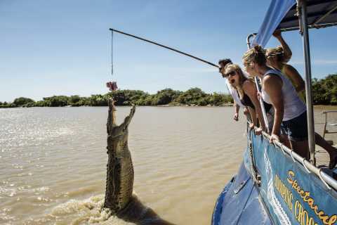 From Darwin: Spectacular Jumping Crocodile Half Day Tour