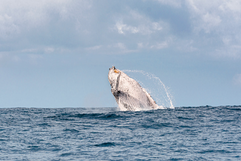 Costa Dorada: Nada con ballenasNado con ballenas