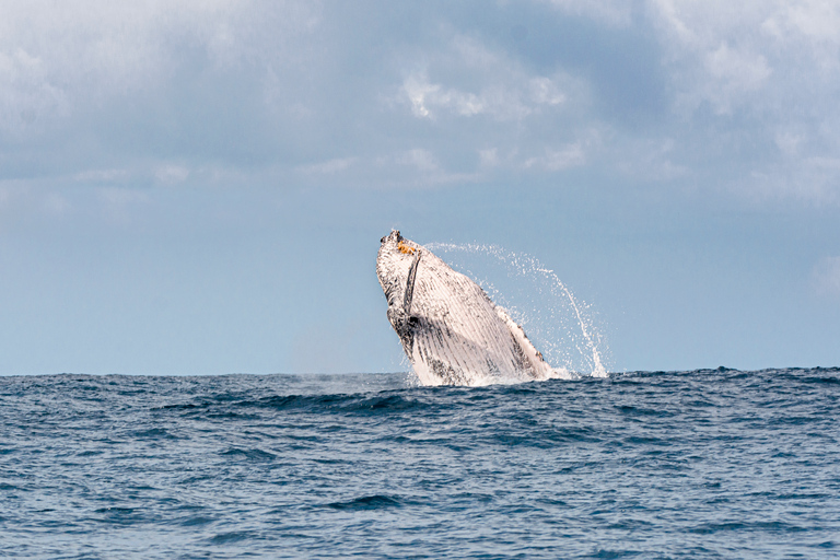 Gold Coast: Swim with Whales Whale Swim