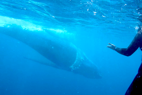 Gold Coast: Swim with Whales Whale Swim