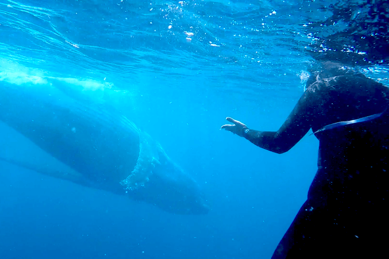 Costa Dorada: Nada con ballenasNado con ballenas