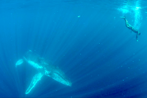 Gold Coast: Swim with Whales Whale Swim