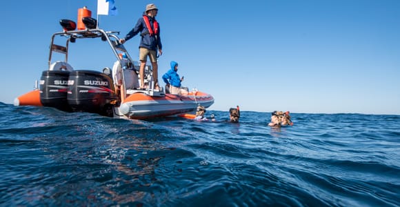 Gold Coast: Swim with Whales