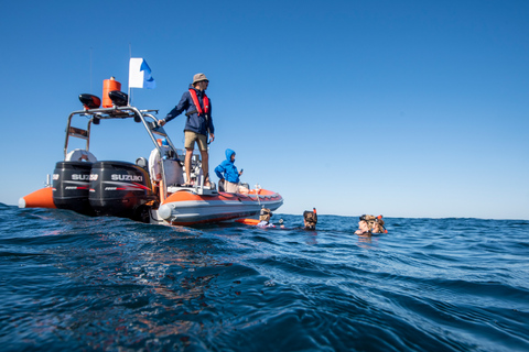 Gold Coast: Swim with Whales Whale Swim