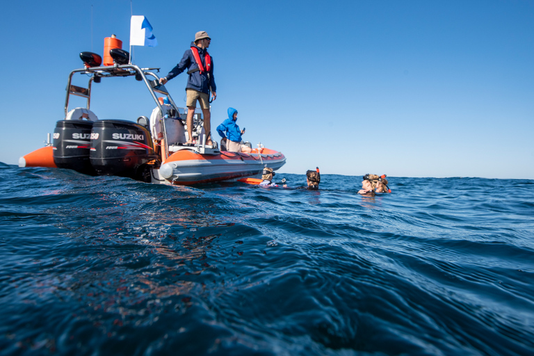 Goldküste: Schwimmen mit WalenWale schwimmen