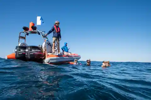 Gold Coast: Swim with Whales