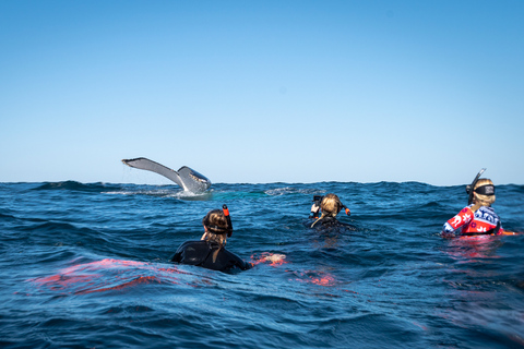 Gold Coast: Swim with Whales Whale Swim