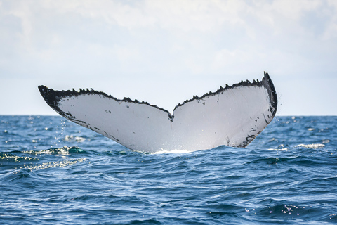 Côte d'Or : Nagez avec les baleinesNage de la baleine