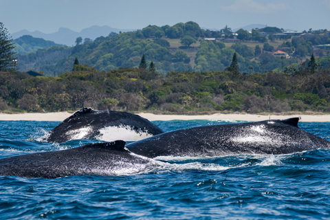 Costa Dorada: Nada con ballenasNado con ballenas