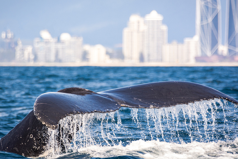 Gold Coast: Nuota con le baleneNuotata alla balena