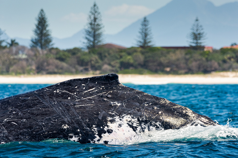 Gold Coast: Swim with Whales Whale Swim