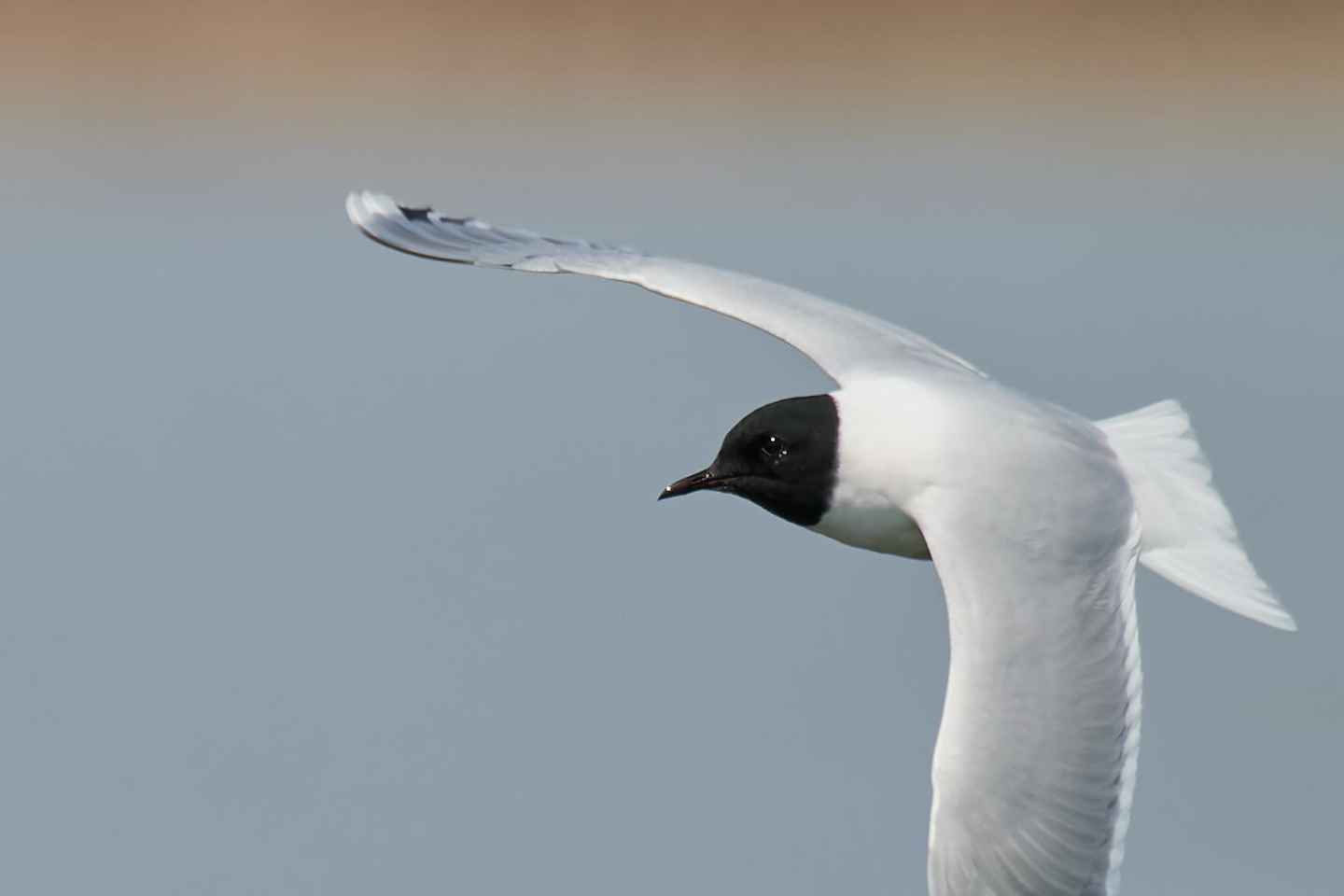 Bird Watching and Photography Private Tour near Constanta