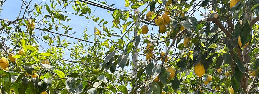 Sorrente : L'expérience de la mozzarella. Dites CHEESE avec nous !